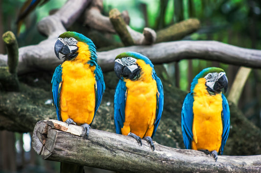 The Most Colorful Birds in the World and Where to Find Them