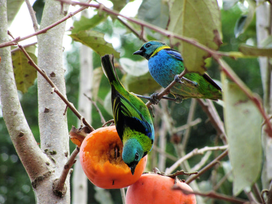 How to Attract More Birds to Your Smart Bird Feeder with the Right Food and Setup